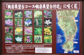 最果ての地、高山植物