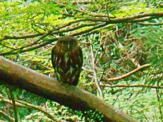 おはよう！フクロウ君