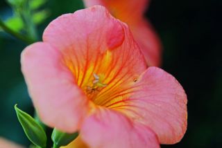 ノウゼンカズラ満開