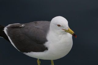 カモメのジョナさん