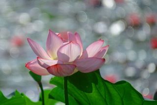 日本庭園「象鼻杯」蓮の花を撮る