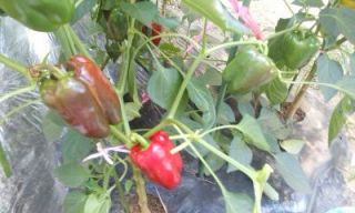 一人農業（収穫編）