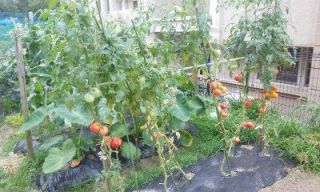 一人農業　害鳥編