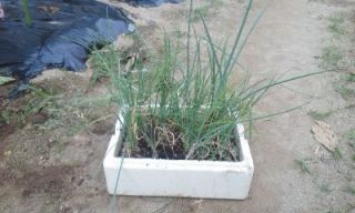 一人農業「九条太ネギ編」