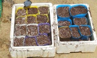 一人農業（秋冬に向け）