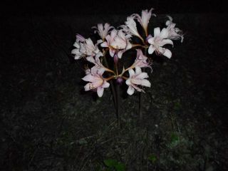 　秋の気配　彼岸花　（夜間撮影）