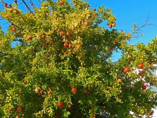石榴が実りました。