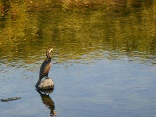 竜田川　夕方の散歩