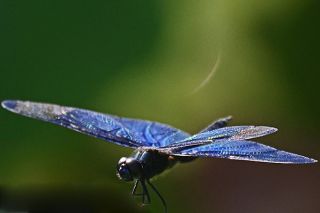 飛翔中の赤とんぼ