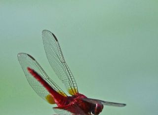 続赤とんぼ