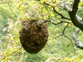 今朝の徘徊便り