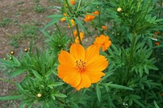 ごろちゃんのコスモス