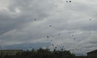 台風カラスの塒（ねぐら）襲う