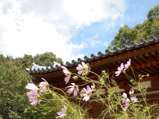 薄紅のコスモス