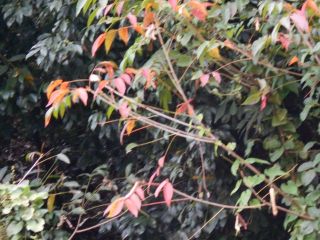 初秋のぶらり旅　（天の川・七夕伝説）