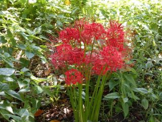 龍田川の彼岸花