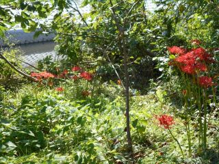秋のお彼岸最終日