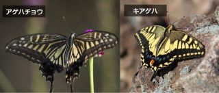 アゲハチョウと幼虫