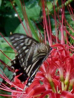 彼岸花とアゲハ蝶