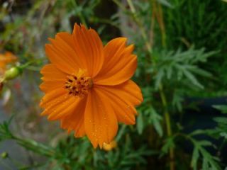 ごろちゃんの秋桜