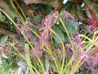 龍田川　枯れ曼殊沙華