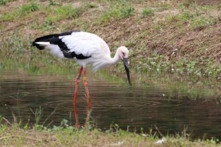 コウノトリの郷公園
