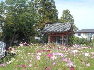 秋の奈良路　コスモス寺