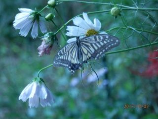 秋の奈良路　コスモス寺　ｐ２