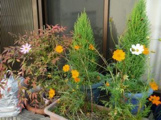 ピンクと白元気に