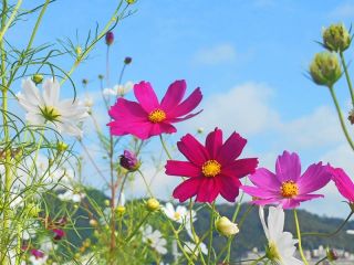 今朝もいい天気