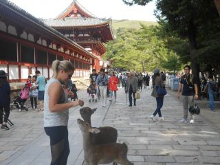 奈良公園　ぶらり