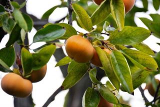 秋も深まってきました