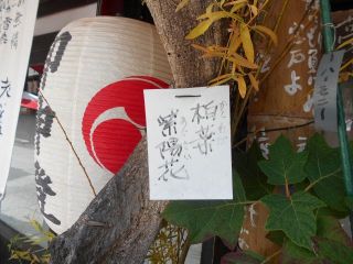 柏葉紫陽花とスノーフレーク