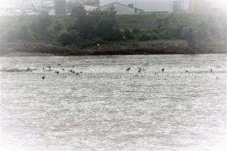 紀ノ川まだまだ水がひきません。