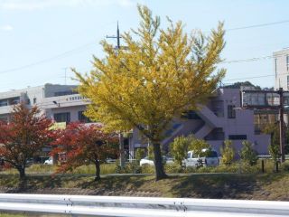 動画に挑戦　龍田川の紅葉