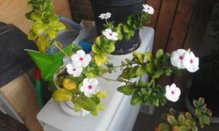 かわいい花・・・