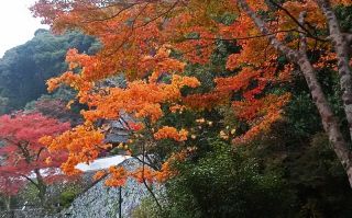 箕面より紅葉便り