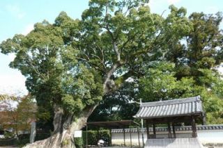 粉河寺の紅葉Ｐ2