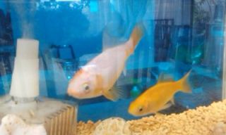 金魚飼ってます