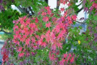 散歩道で見つけた紅葉