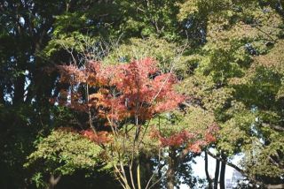 今日の散歩道から…