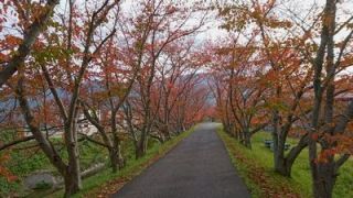 紅葉別アングル