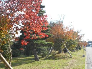 平城京跡地ブラブラ　　ススキ原