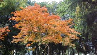 朝の散歩道から…