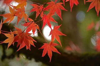 ギャラリーへの対応