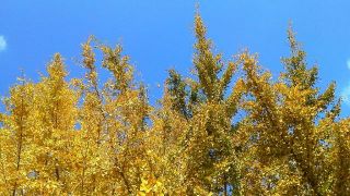 今日の散歩道から…