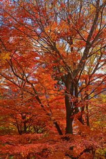 紅葉追伸