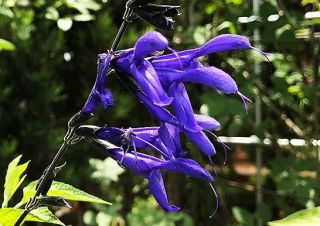 サルビアとメドセージ