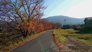 紅葉も終わりやね