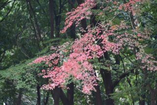 今日の散歩道から…